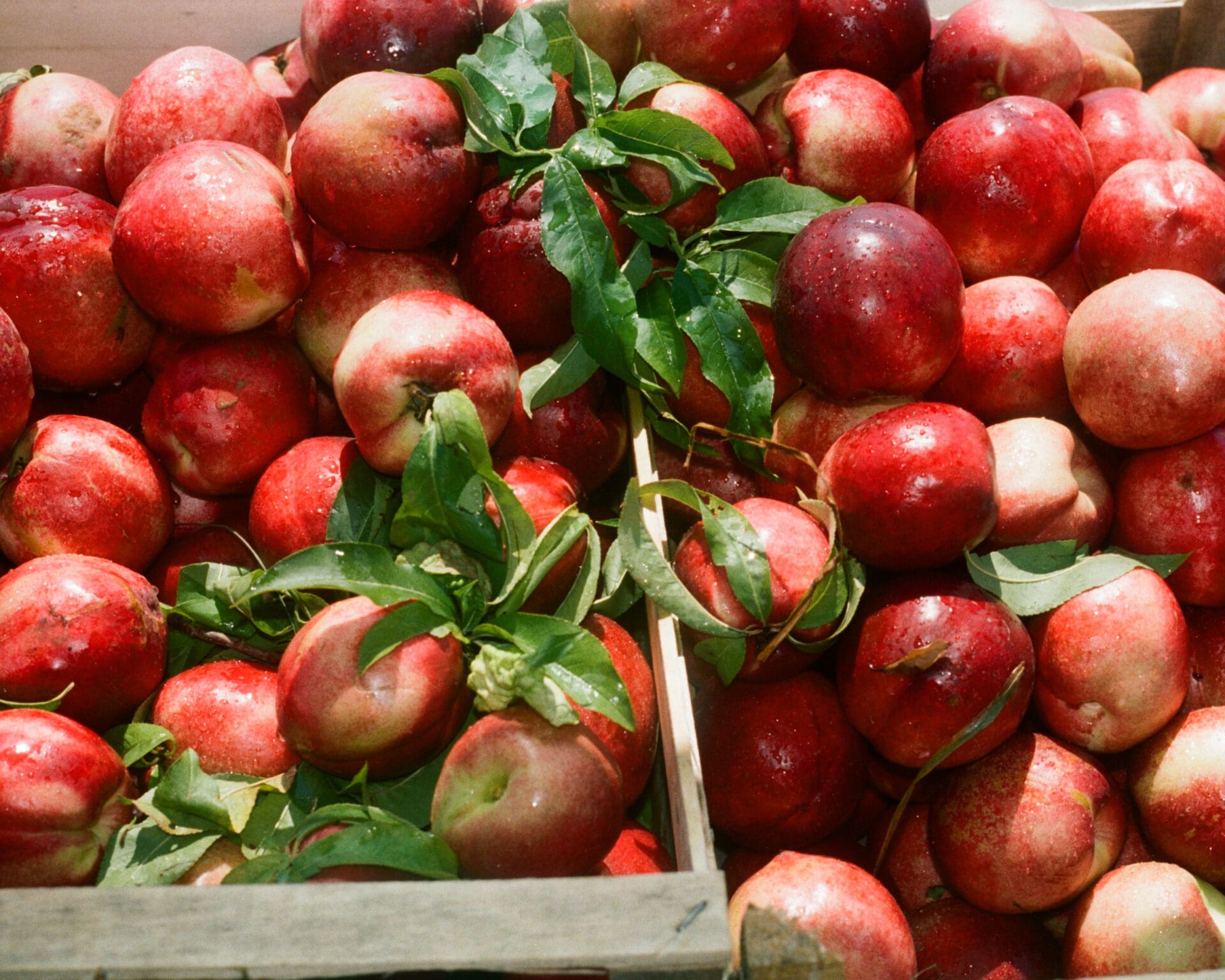 Hazel Gaskin photographs Albania | a crate full of pinkish-red apples, still attached to leaves and branches