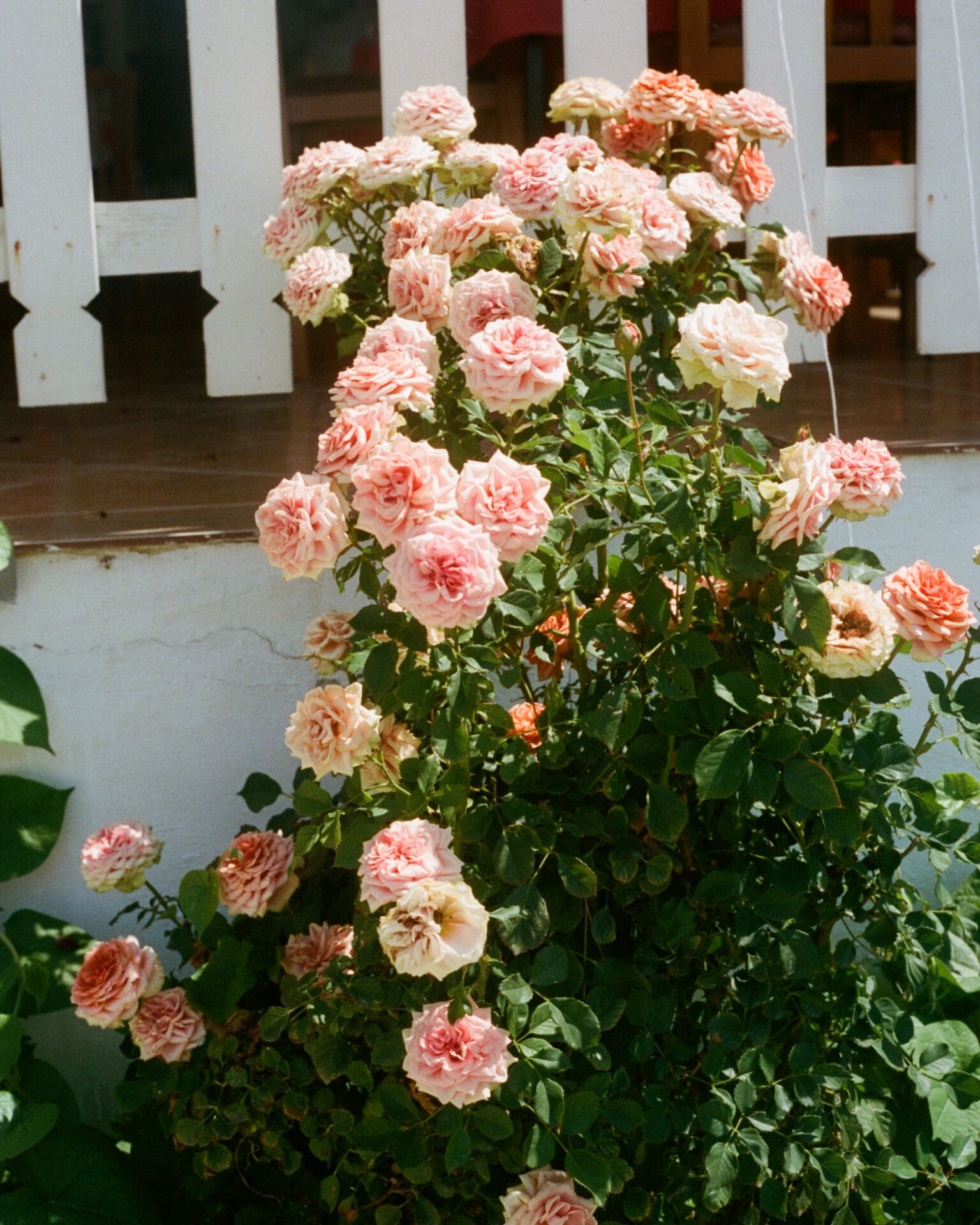 Hazel Gaskin photographs Albania | A pale-pink rose bush in full bloom against a white fence