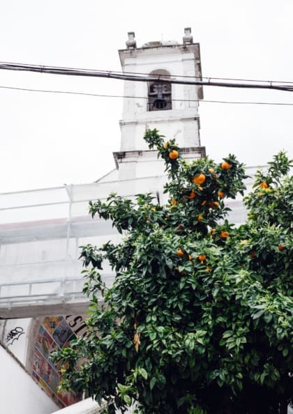 An orange tree against a white building in Lisbon by British photographer Emma Croman