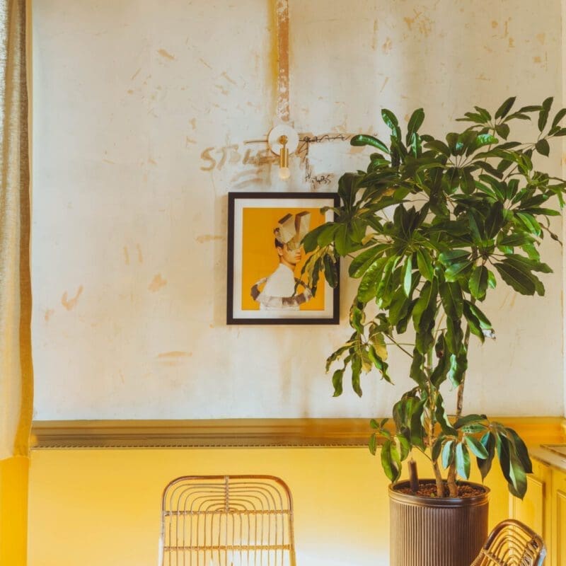 London's best places to co-work | wooden chairs and a lush plant stand in front of a yellow wall in a sunny room at Birch Community
