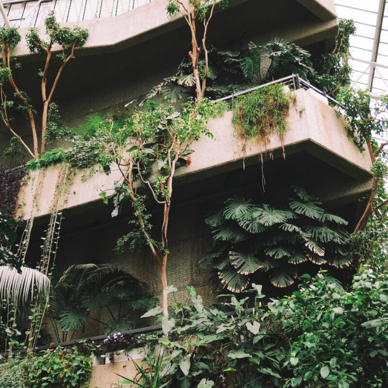 Best museums and galleries in London| A view of the rainforest foliage inside the Barbican Conservatory.