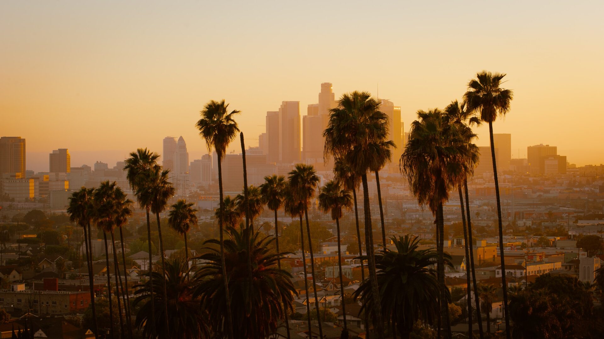 My city: Los Angeles | Overview of downtown Los Angeles with the sun setting on palm trees