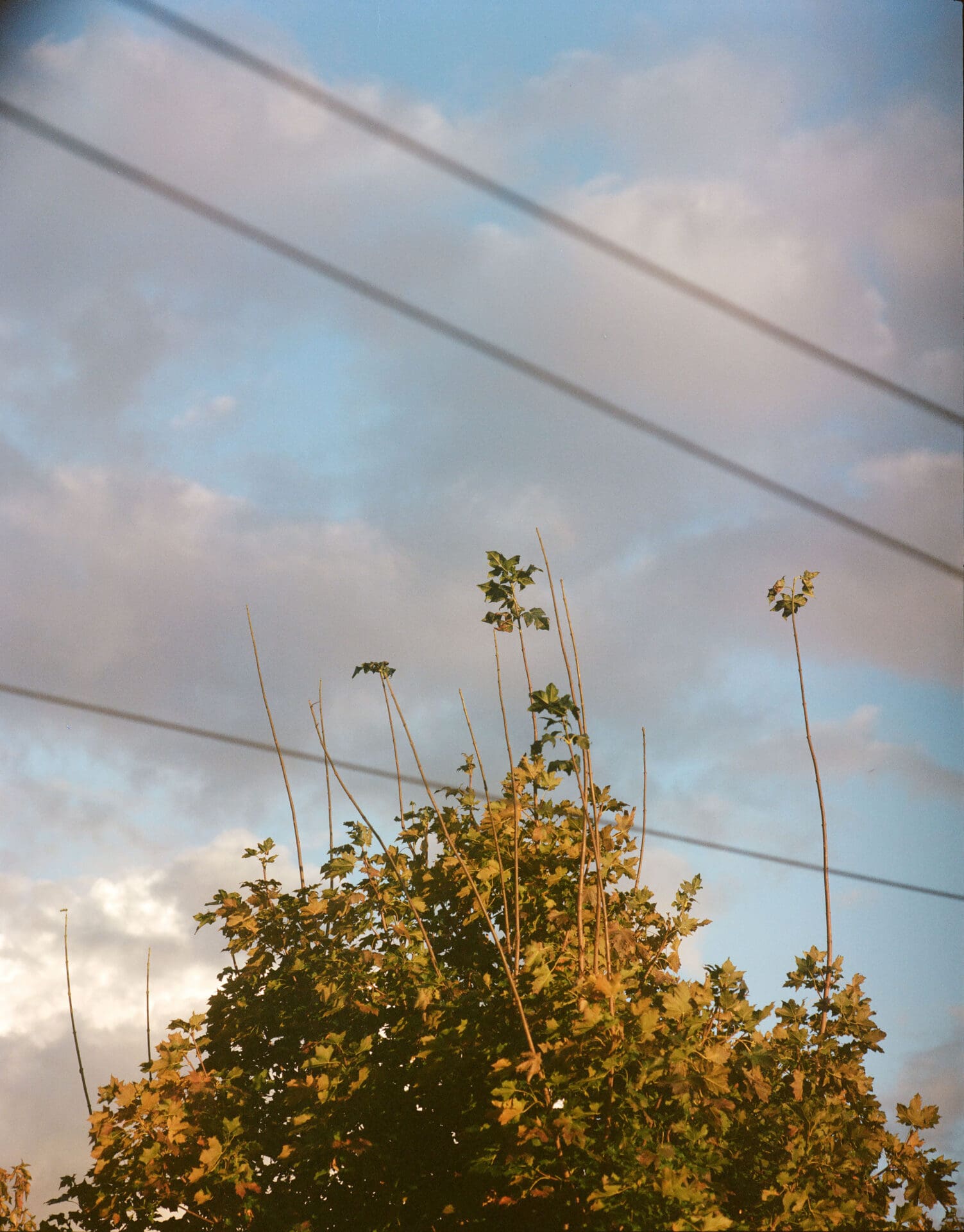 Akwasi Brenya-Mensa | The top branches of some trees in the evening sun, against a cloudy blue sky