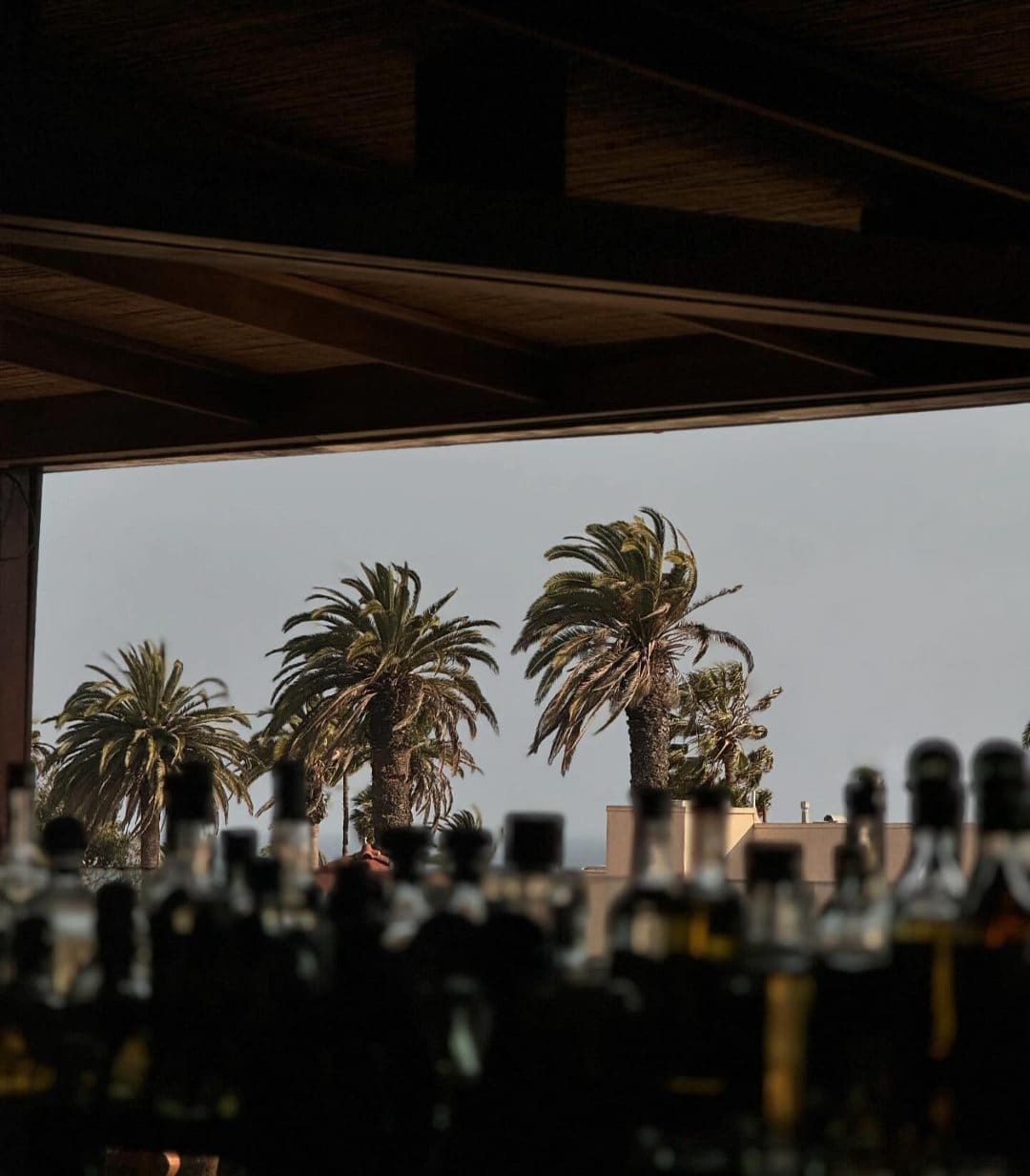 Palm trees seen from Élephante bar in Santa Monica