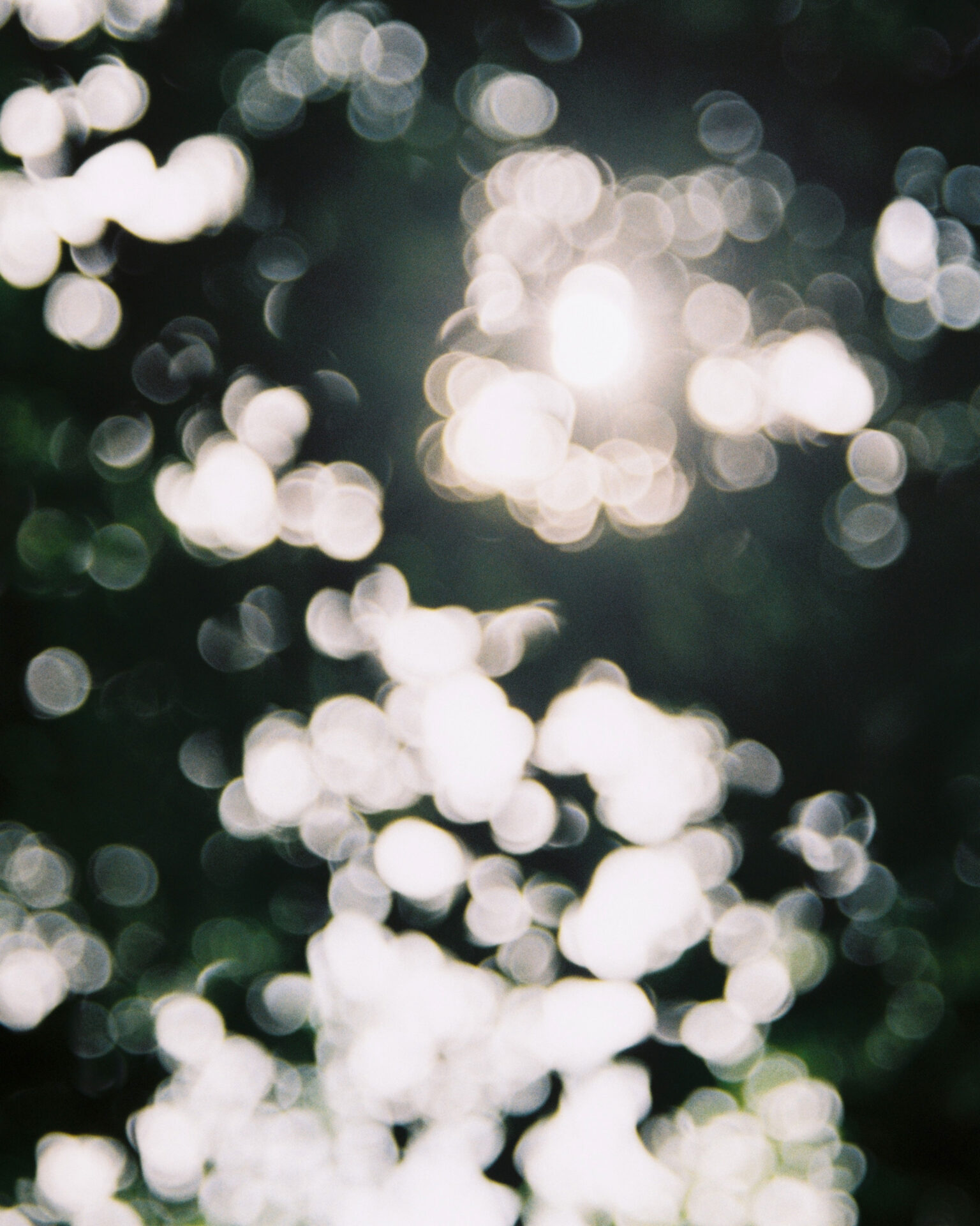 An interview with Hugo Chakrabongse | A textural image of light coming through leaves