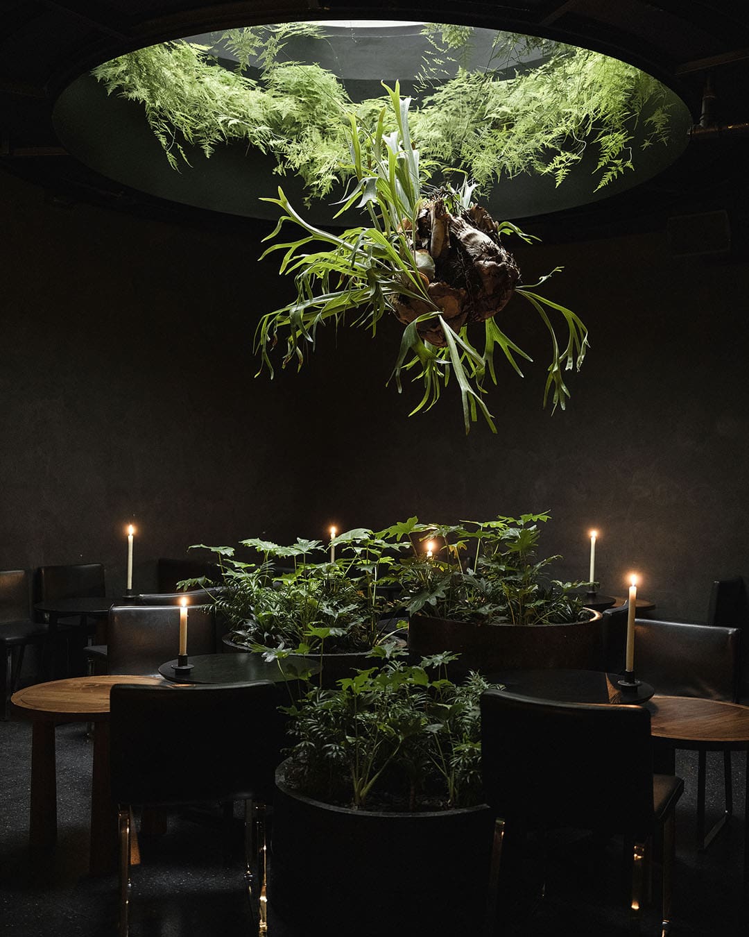Greenery on a table and ceiling at Ticuchi