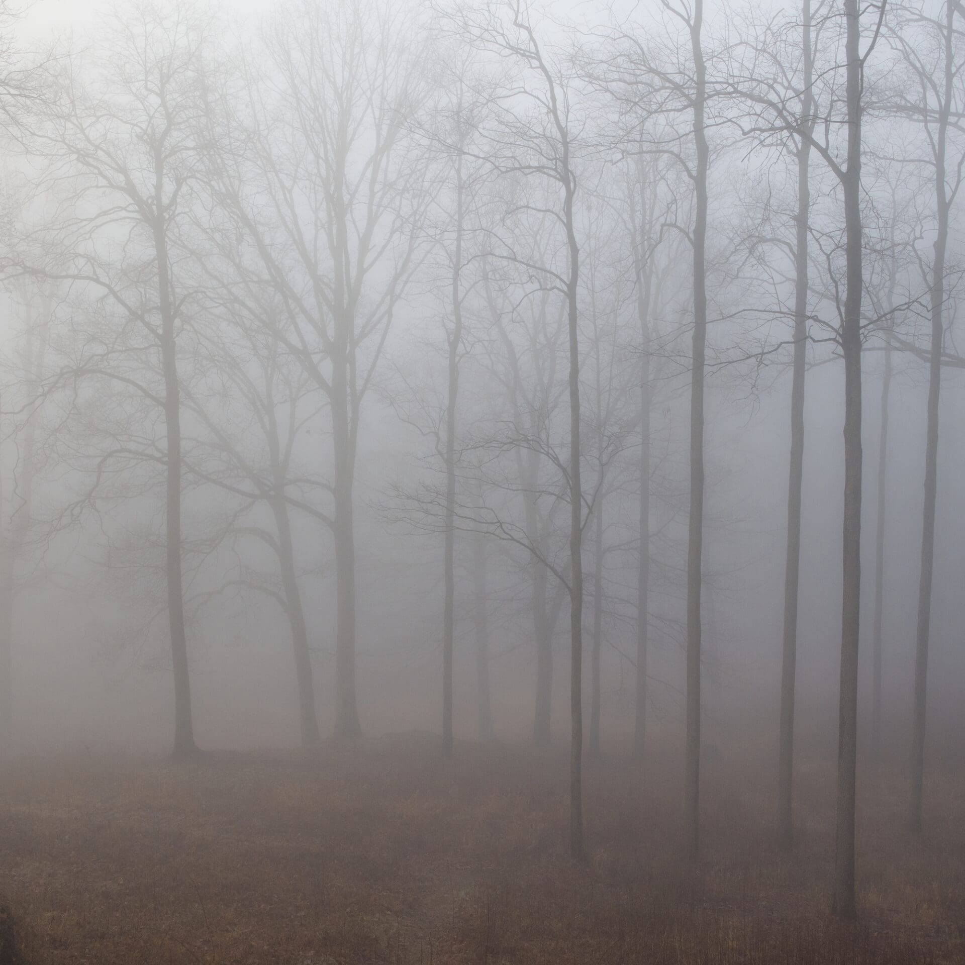 Photographer Rich-Joseph Facun | Some tall, skinny trees cast silhouettes in a grey mist