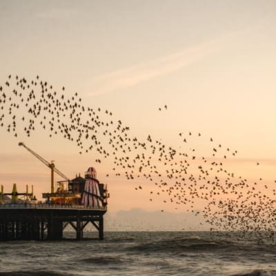 The best things to do in Brighton | a murmuration of starling over Brighton pier. Photo by Rhys Kentish/Unsplash