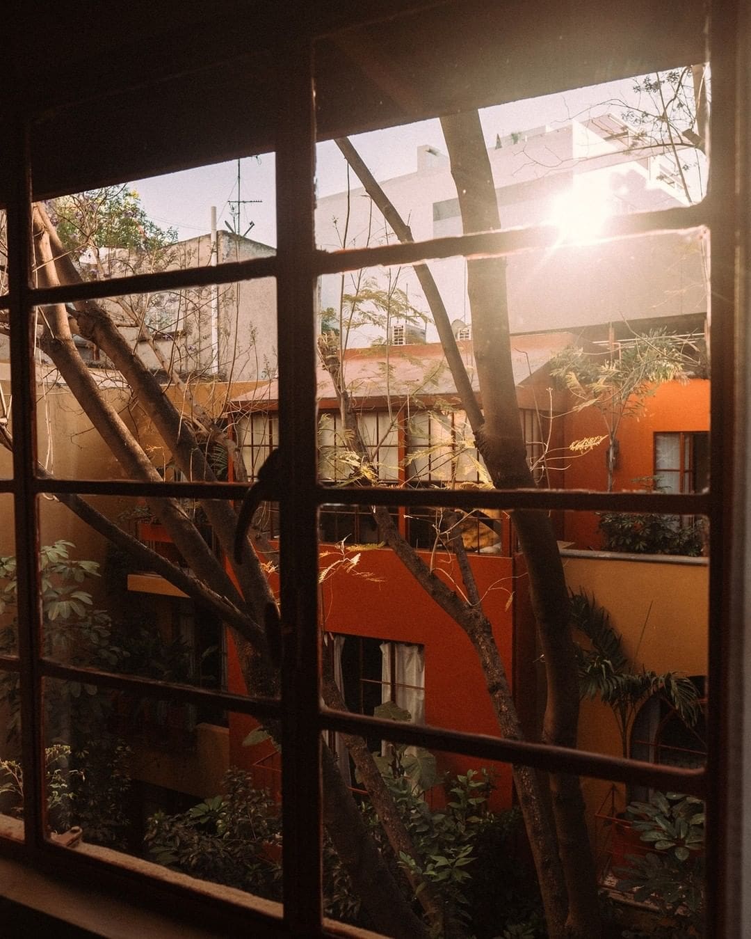 Sunlight beams through the window overlooking the leafy courtyard at The Red Tree House