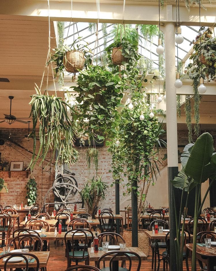 Best restaurants London Bridge and Borough Market | lush greenery hangs down inside a double-height room