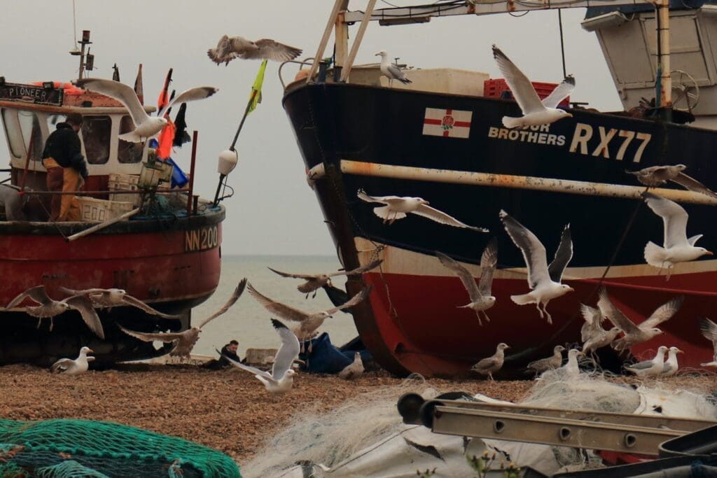 A weekend in Hastings | Seagulls flapping around two boats that are up on the shore
