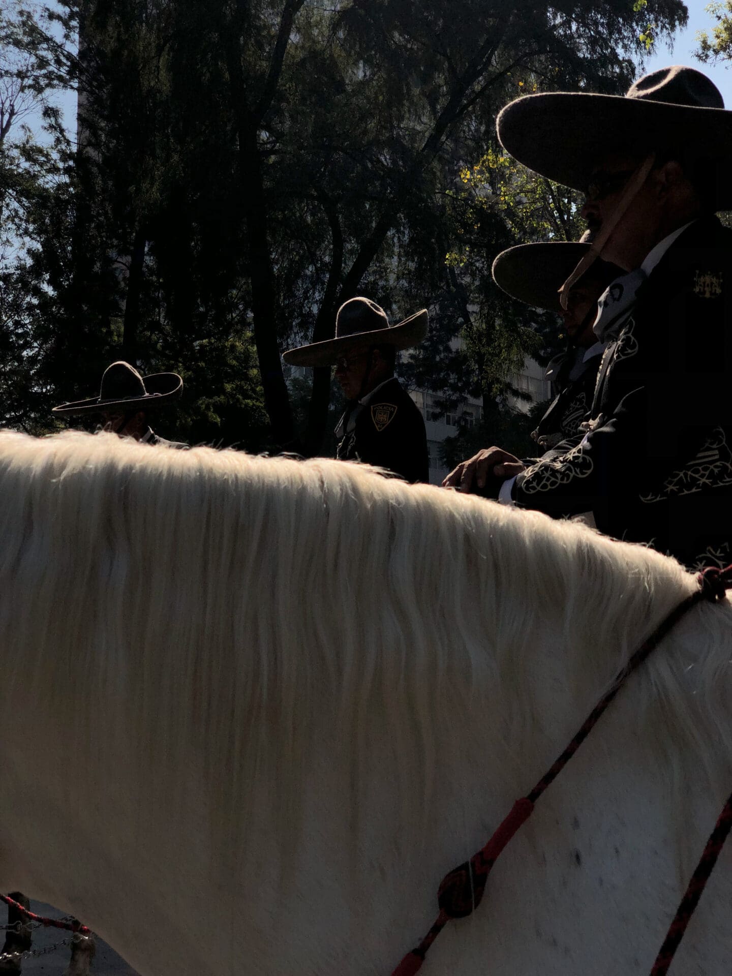 Photographer Manuel Zúñiga on Mexico City | A white horse's neck in profile, ridden by a rider wearing a hat, and in front of some trees