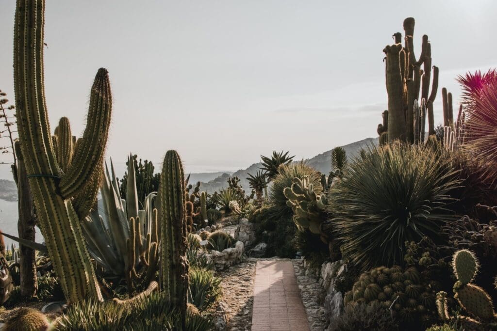 The cacti gardens at Éze | running in Nice