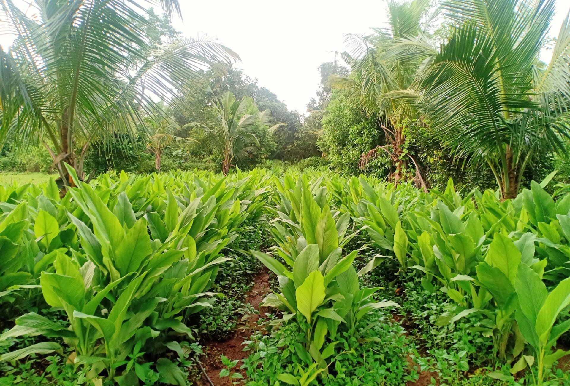 The best farm stays outside of Mumbai | Lines of crops growing at Krishivan