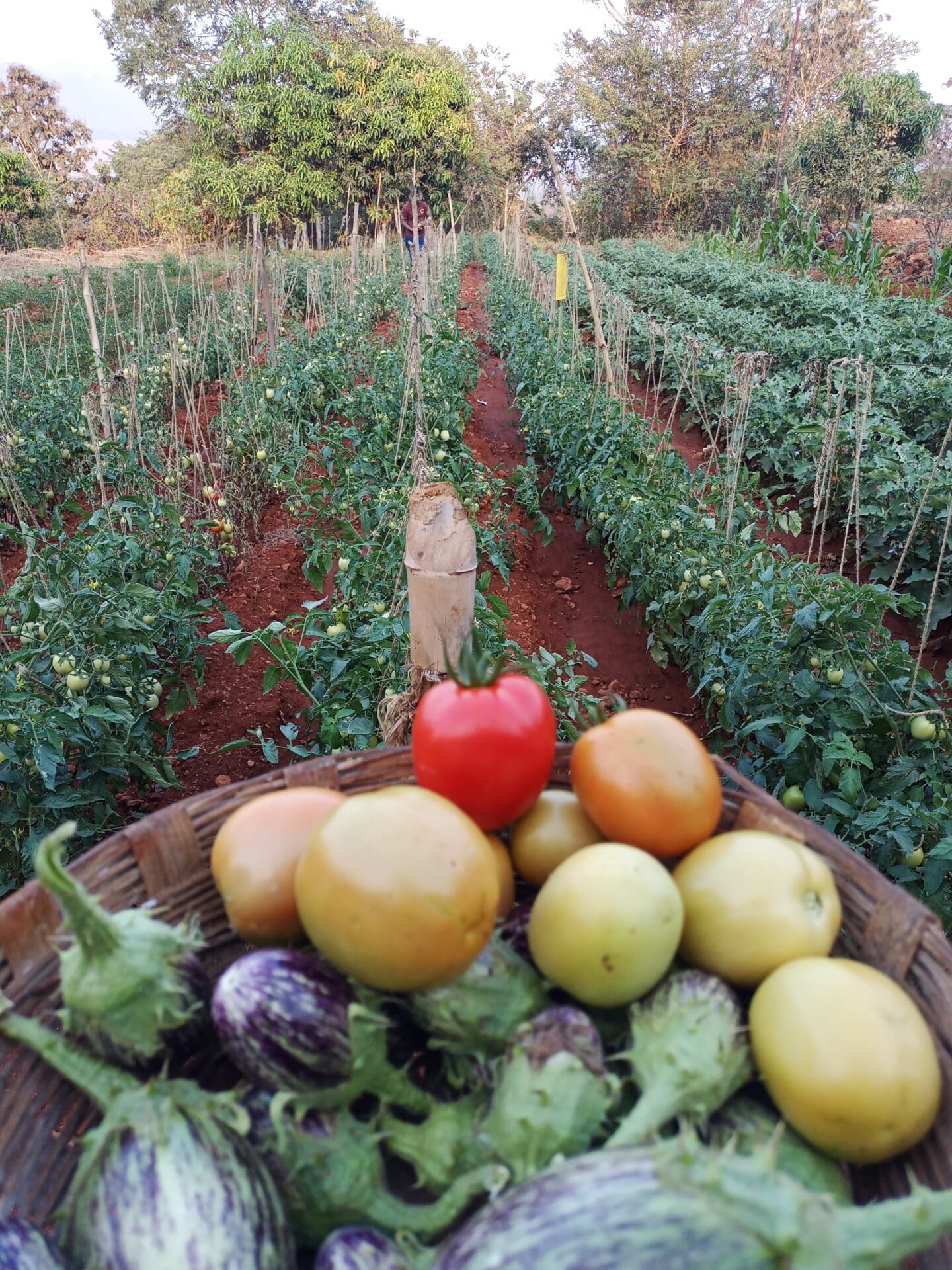 The best farm stays outside of Mumbai | A bowl of freshly picked vegetables from the allotment in the background at Megh Malhar