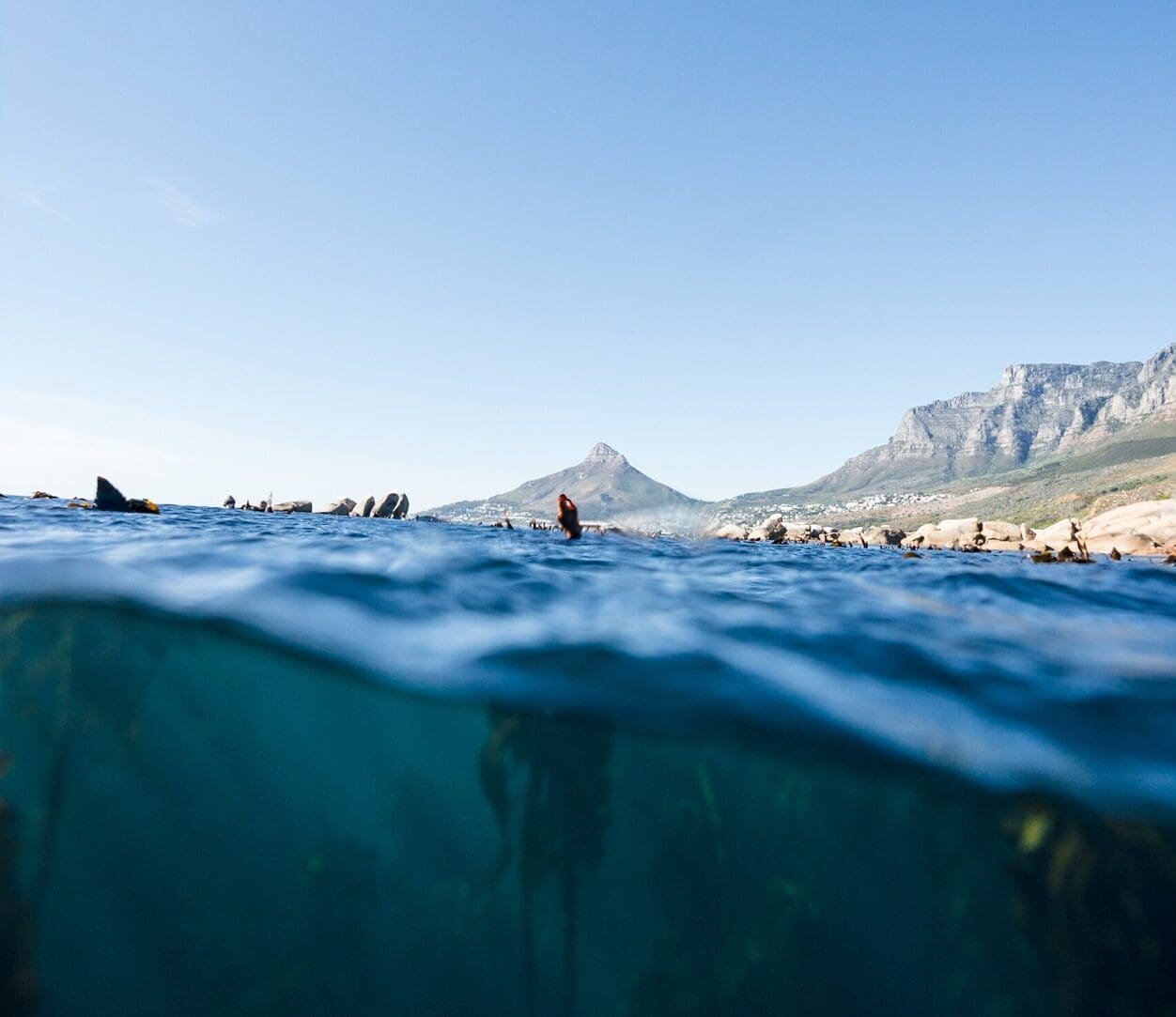 A diver's view emerging from the water in Cape Town, South Africa