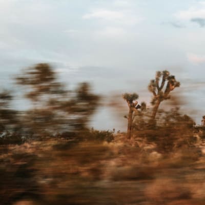 A guide to Joshua Tree, California | Blurry depiction of desert trees