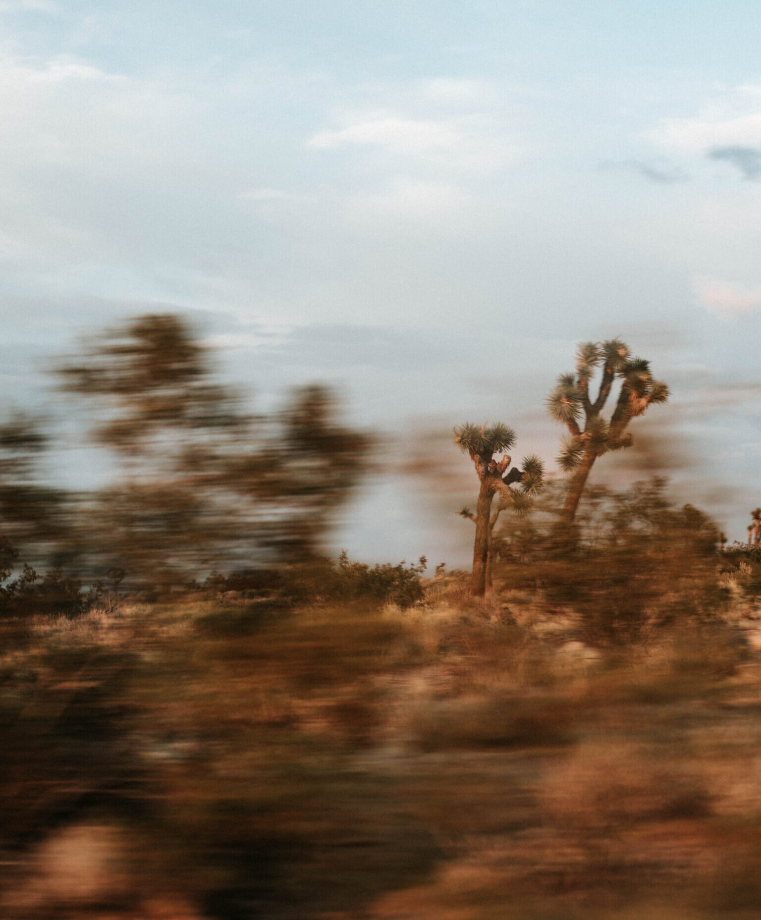A guide to Joshua Tree, California | Blurry depiction of desert trees