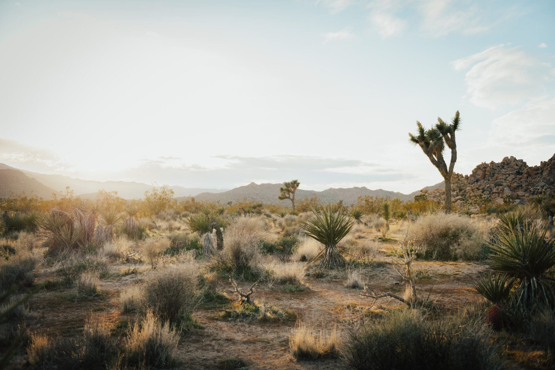 The best things to do in Joshua Tree | rugged desert landscape at dusk by Ben Karpinski