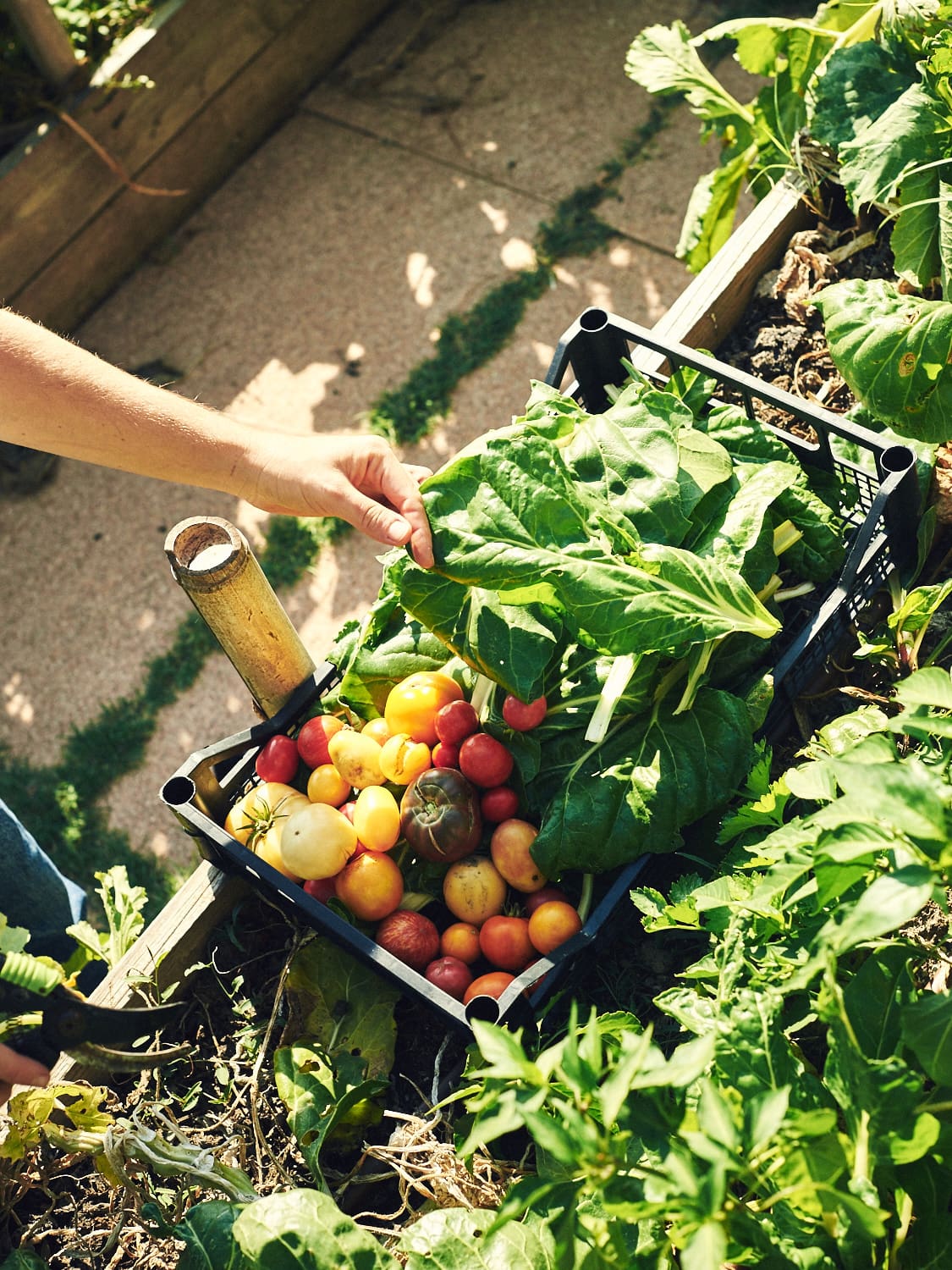 Inside Villa Lena | Tomatoes and other produce grown on the estate in Tuscany, Italy