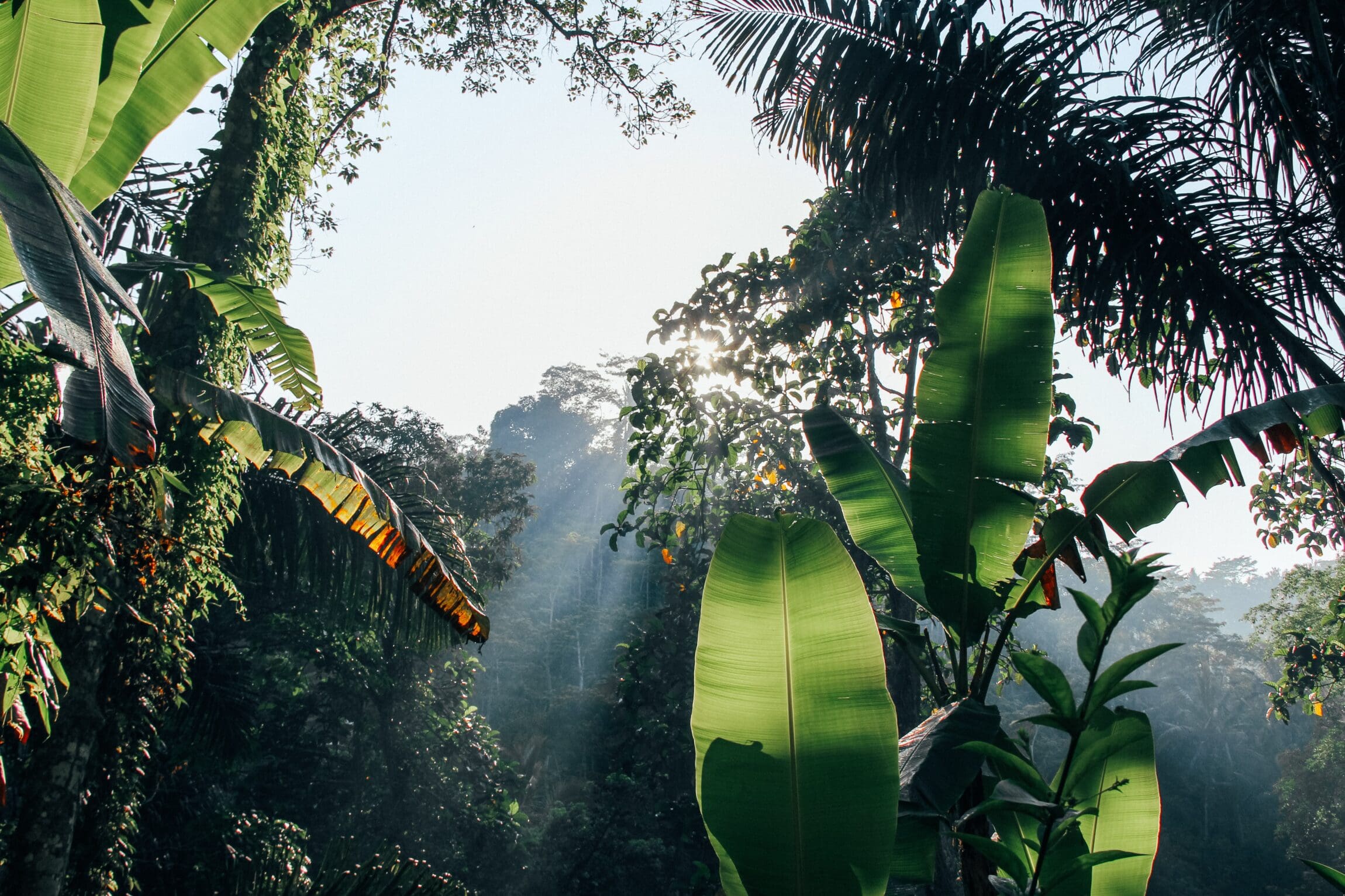 The rise of transformational retreats | leaves up-close in the Amazon rainforest