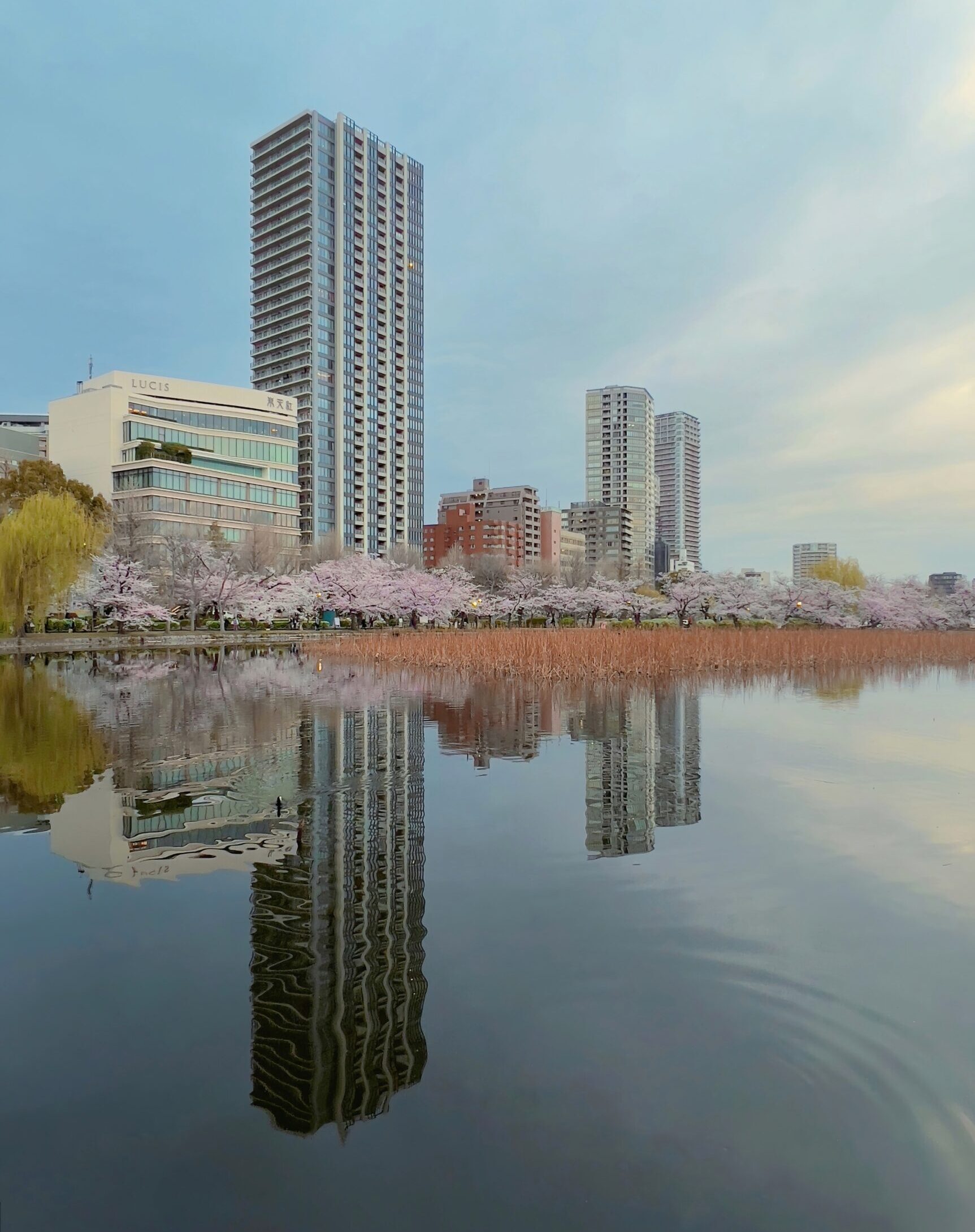 Travel trends 2023 | skyscrapers and cherry blossom overlooking the water in Tokyo