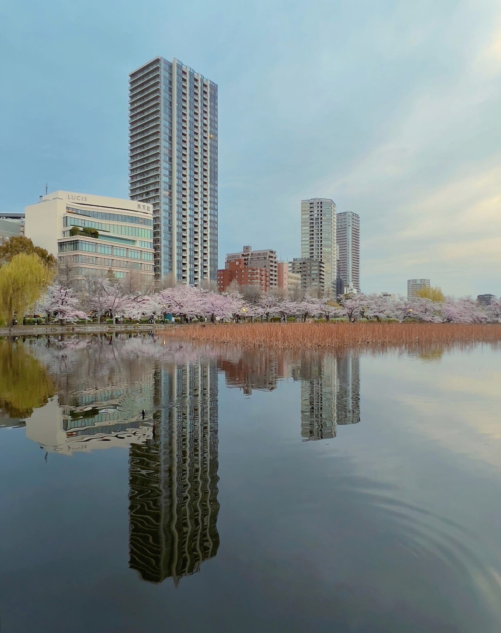 Travel trends 2023 | skyscrapers and cherry blossom overlooking the water in Tokyo