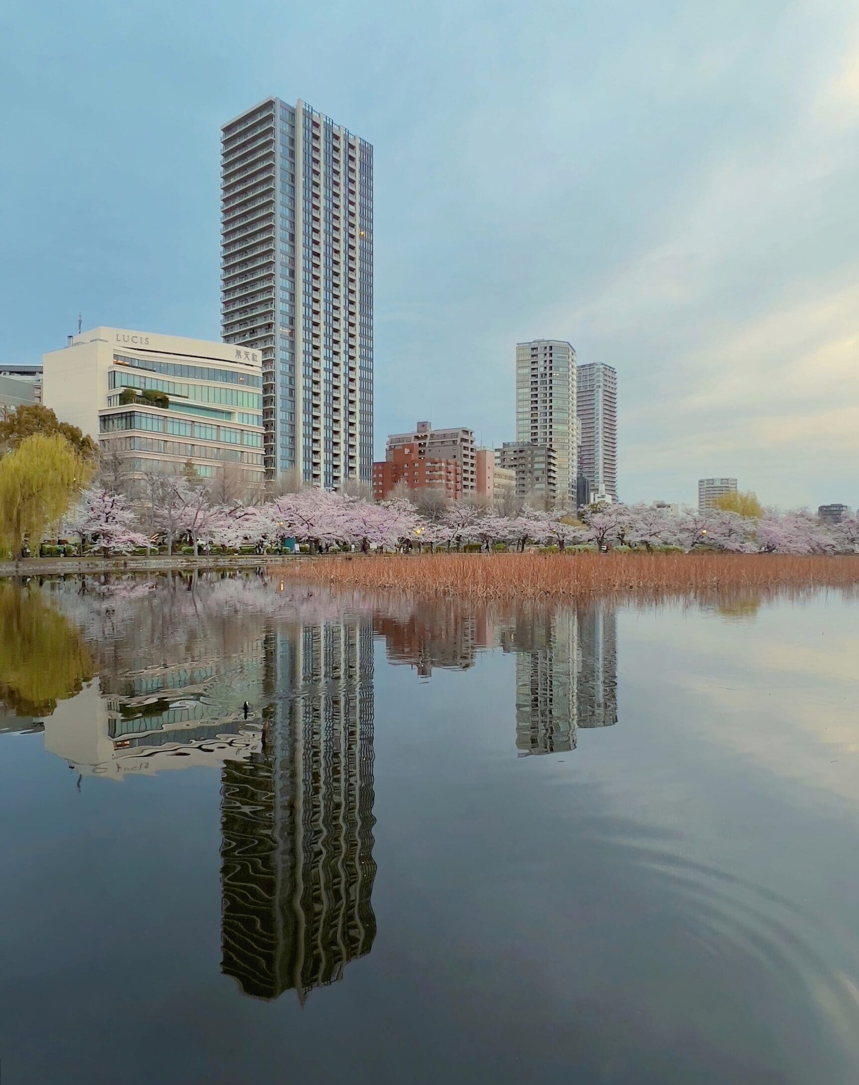 skyscrapers and cherry blossom overlooking the water in Tokyo