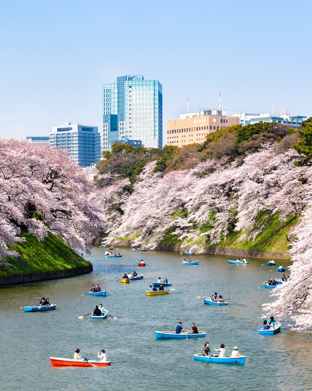 Cherry blossoms in full bloom along the Chidorigafuchi moat, Chiyoda-ku, Tokyo, Japan.