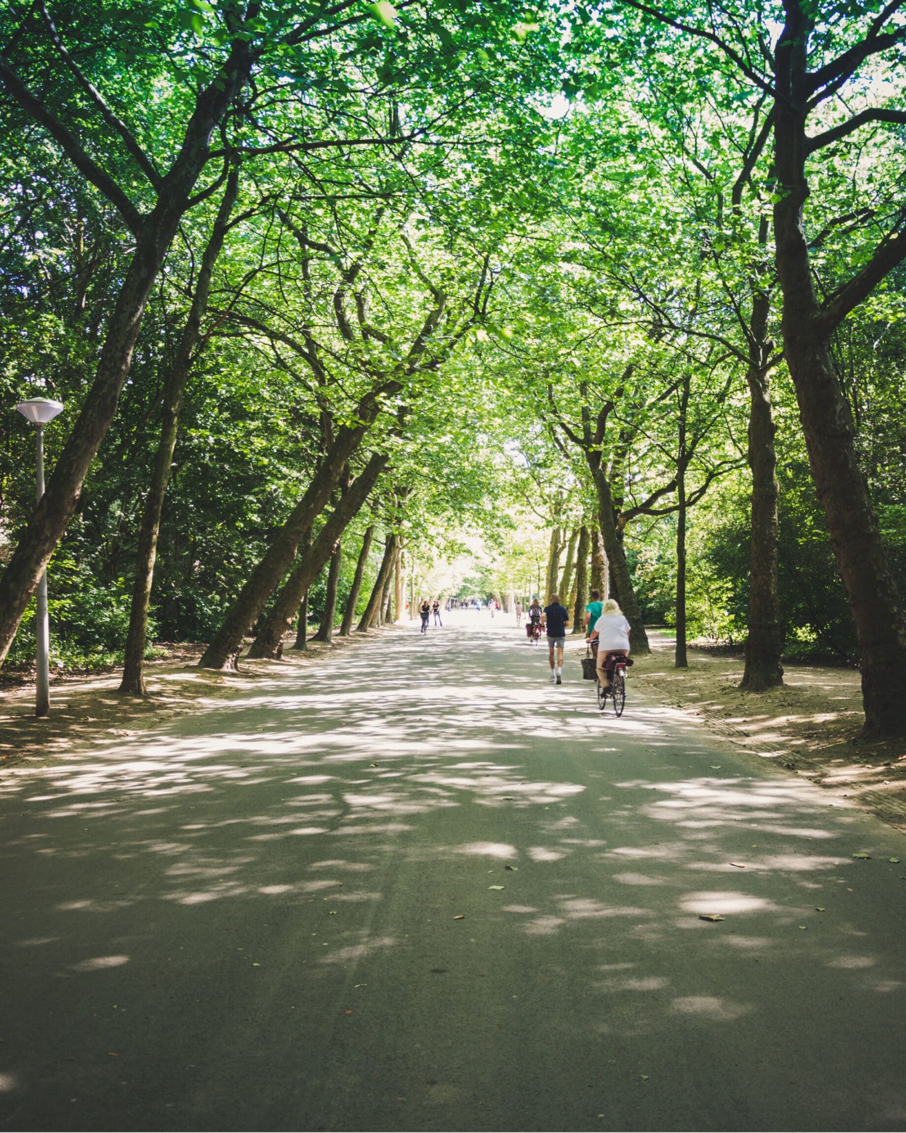 Bike riders along a path surrounded by greenery.