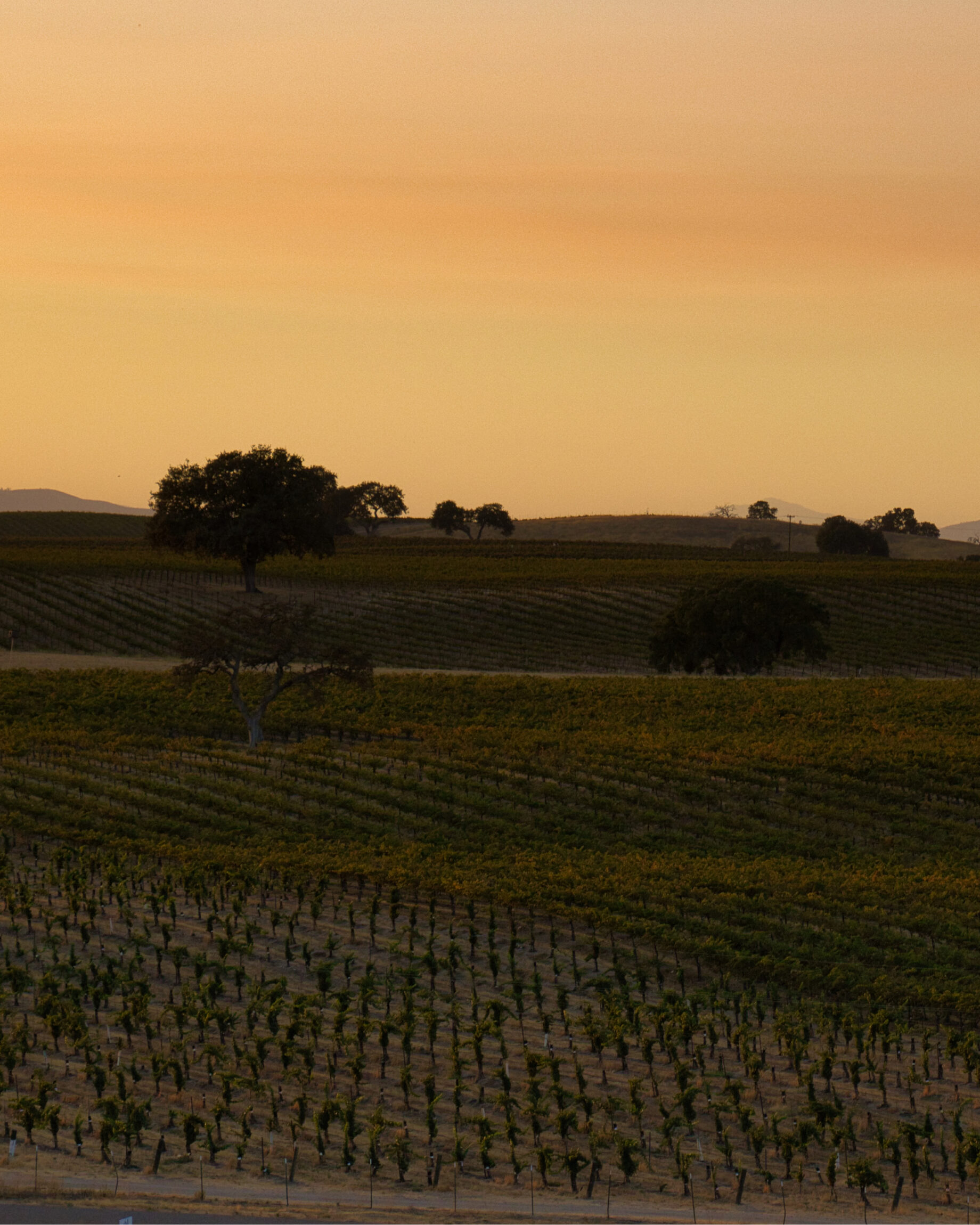 The best things to do in Paso Robles | the sun sets over a winery in California
