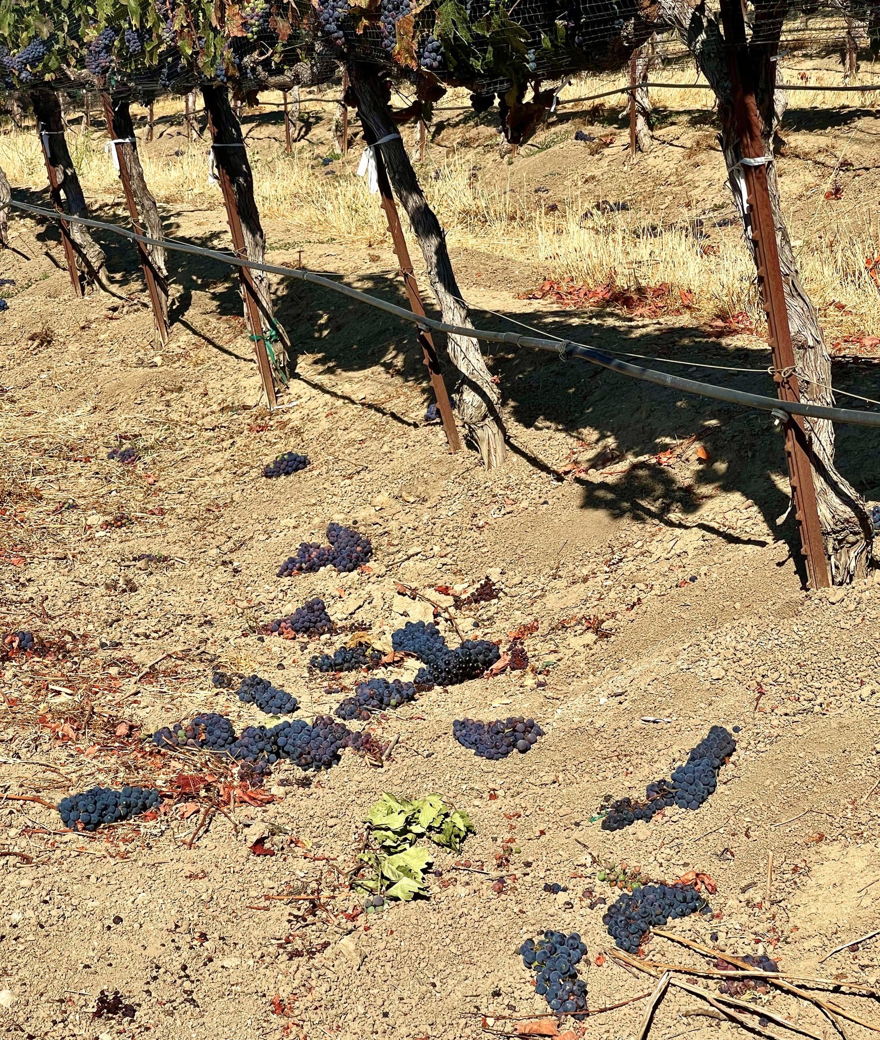 The best wineries in Paso Robles | grapes on rocky terrain at Oso Libre Winery