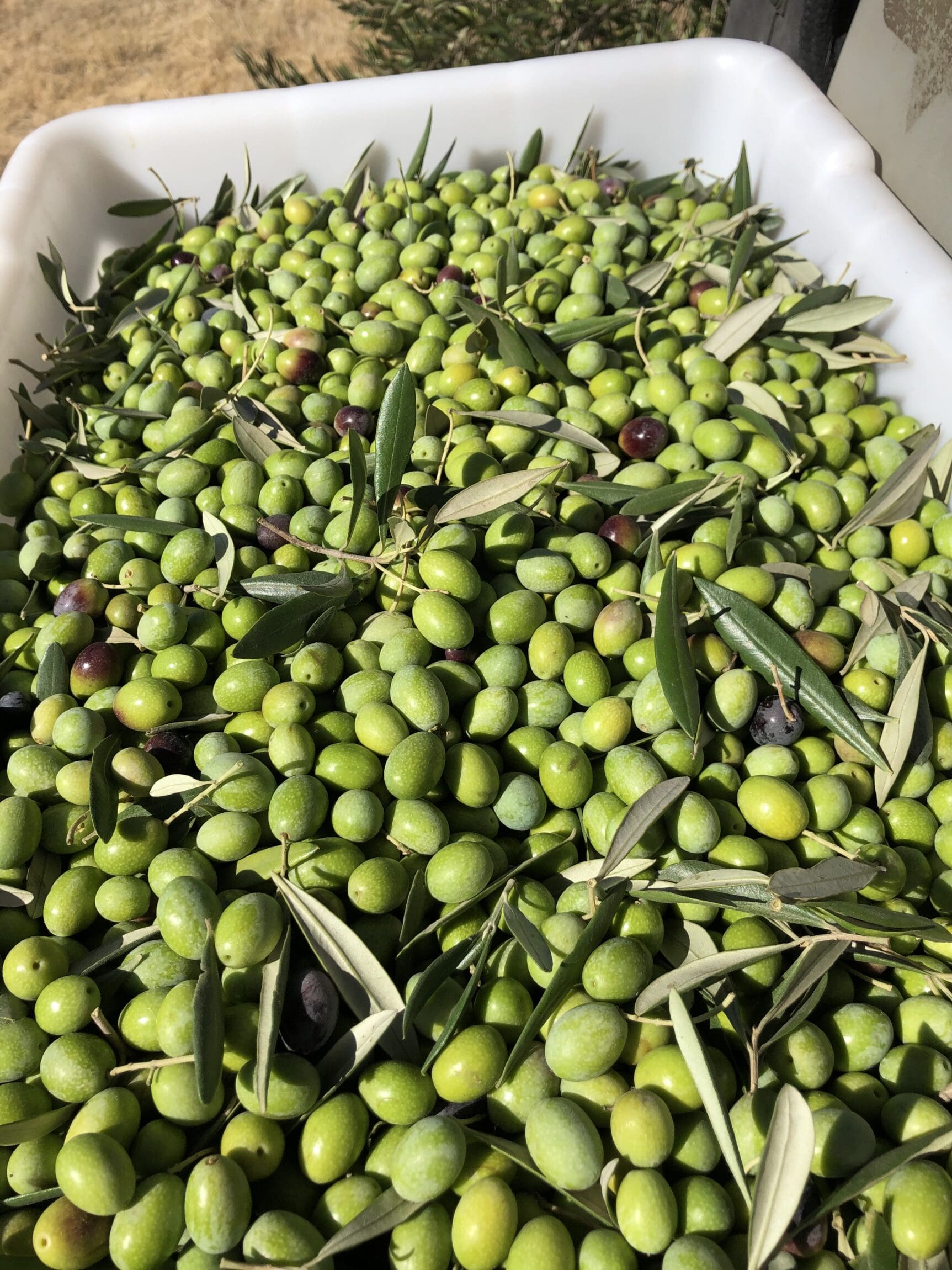 Guide to Paso Robles | A tub of olives from San Miguel Olive Farm