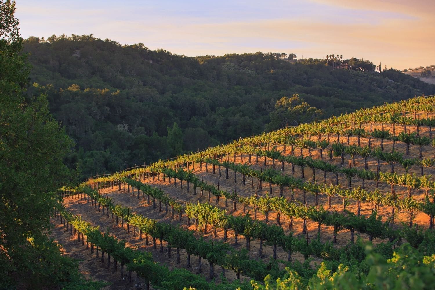 The best wineries in Paso Robles | a Californian winery at dusk