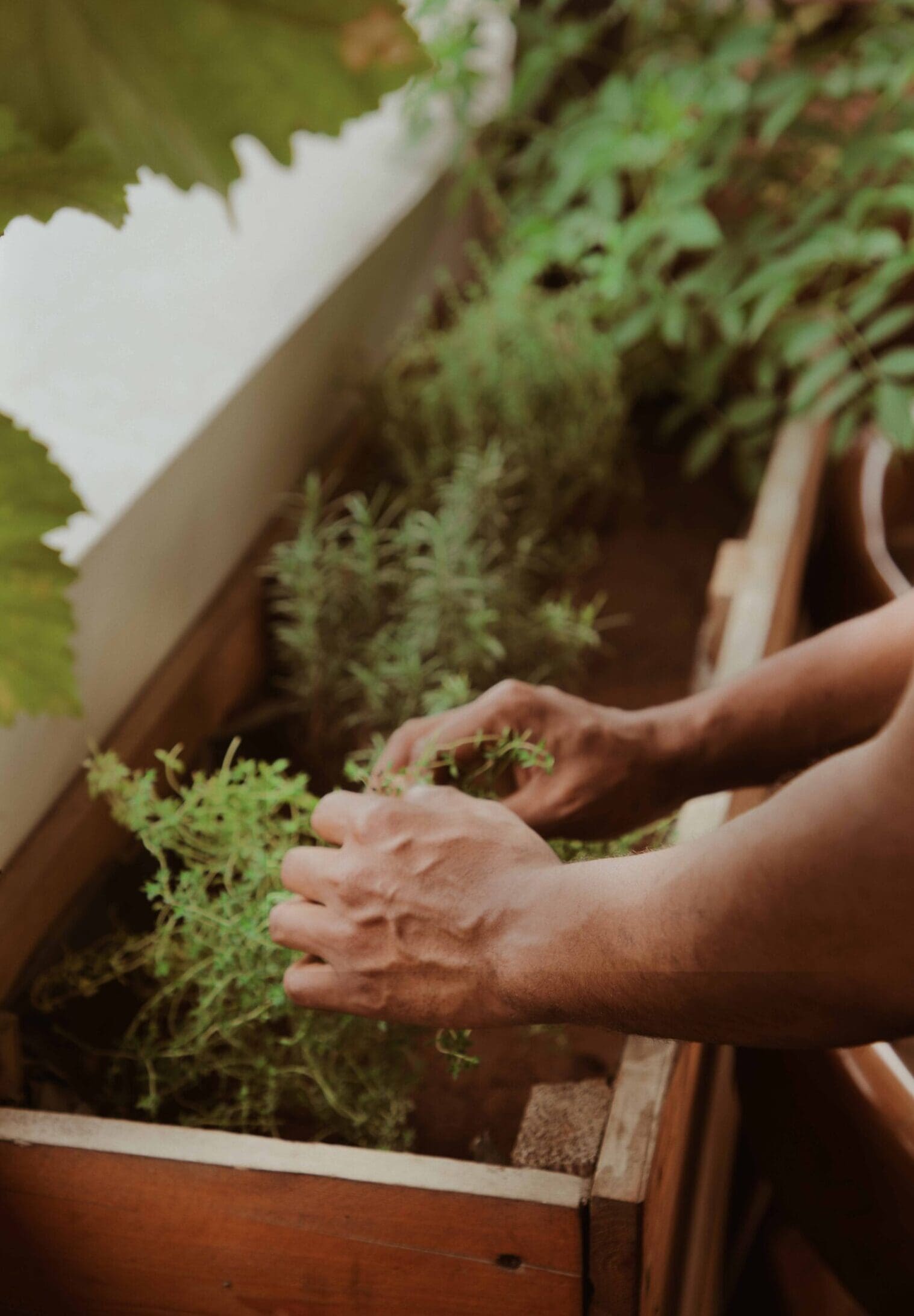 Chef Michael Adé Elégbèdé picks herbs at his restaurant Ìtàn Test Kitchen