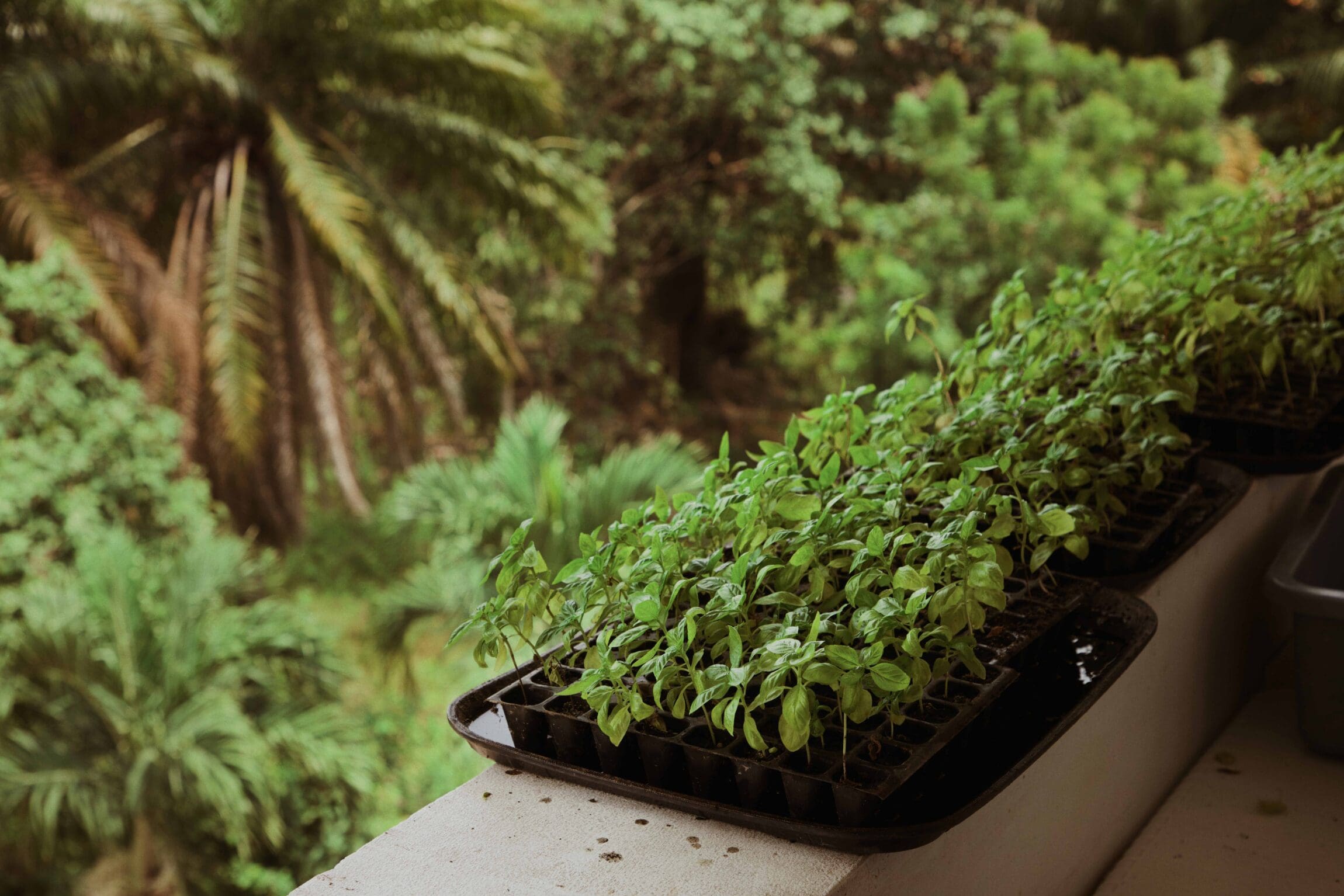 Herbs growing for the kitchen at Ìtàn Test Kitchen in Ikoyi, shot for ROADBOOK by Adedamola Odetara