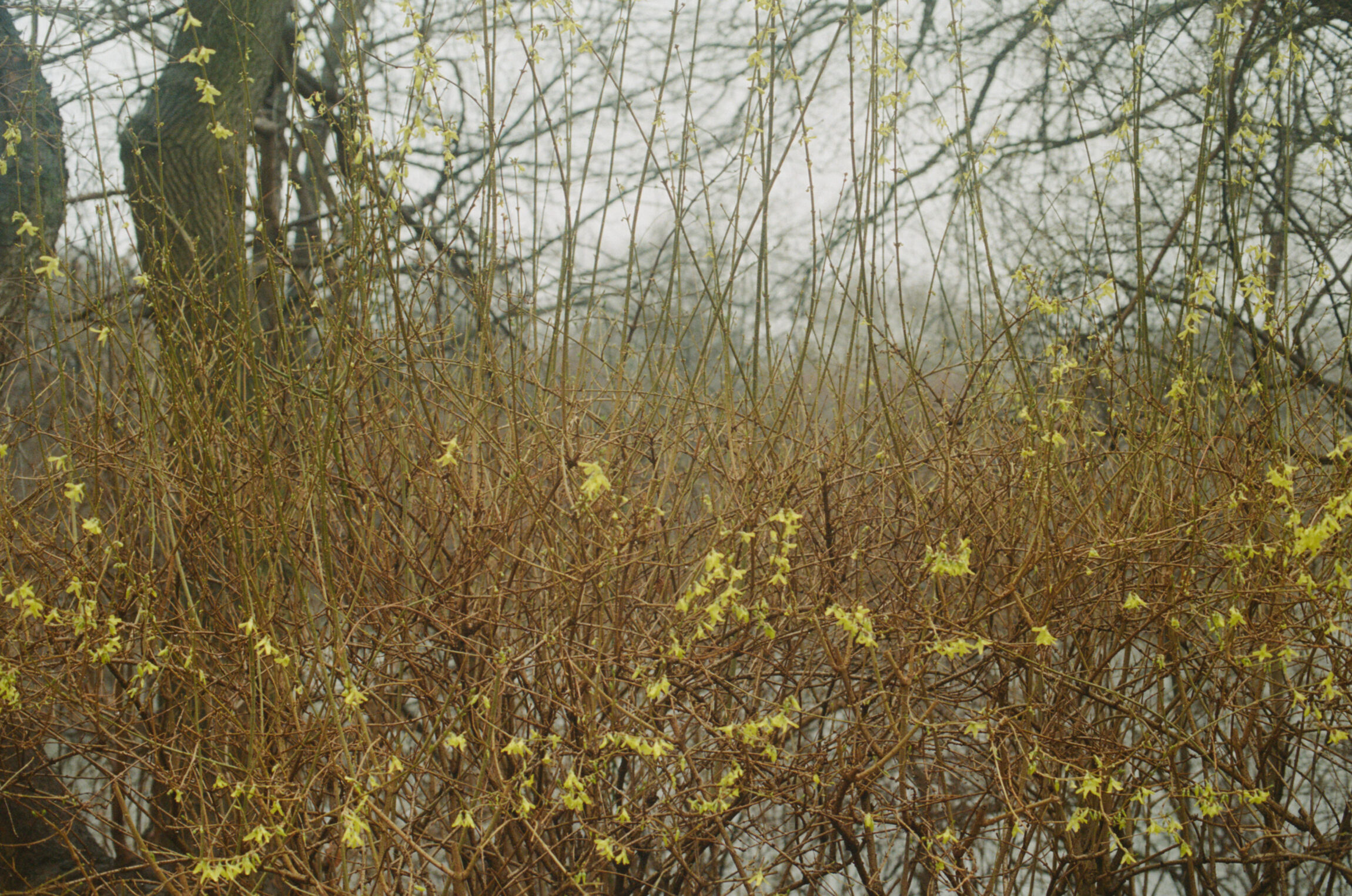 An interview with Alok V Menon | early spring flowers in Central Park