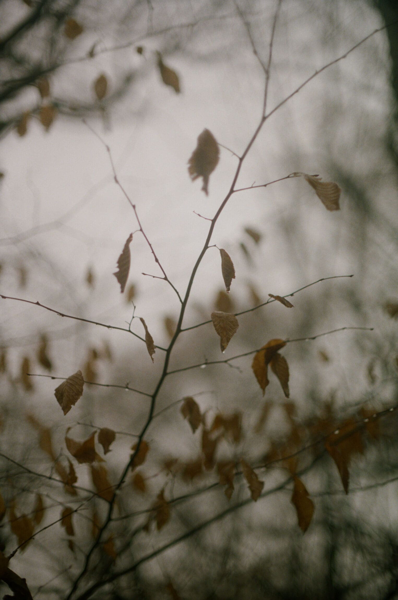 An interview with Alok V Menon | misty light through branches at Central Park