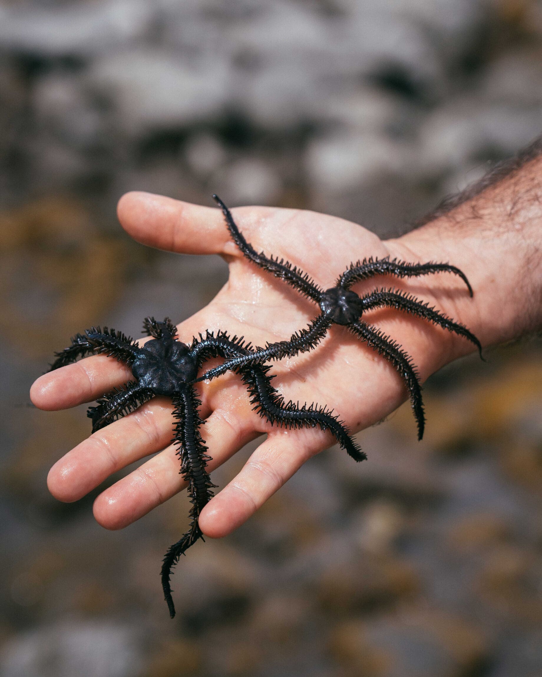 Focal Point: Alex Krowiak | A detail of sea creatures by San Diego-based nature photographer Alex Krowiak