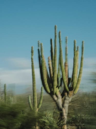 Focal Point: Alex Krowiak | A desert scene by San Diego-based nature photographer Alex Krowiak