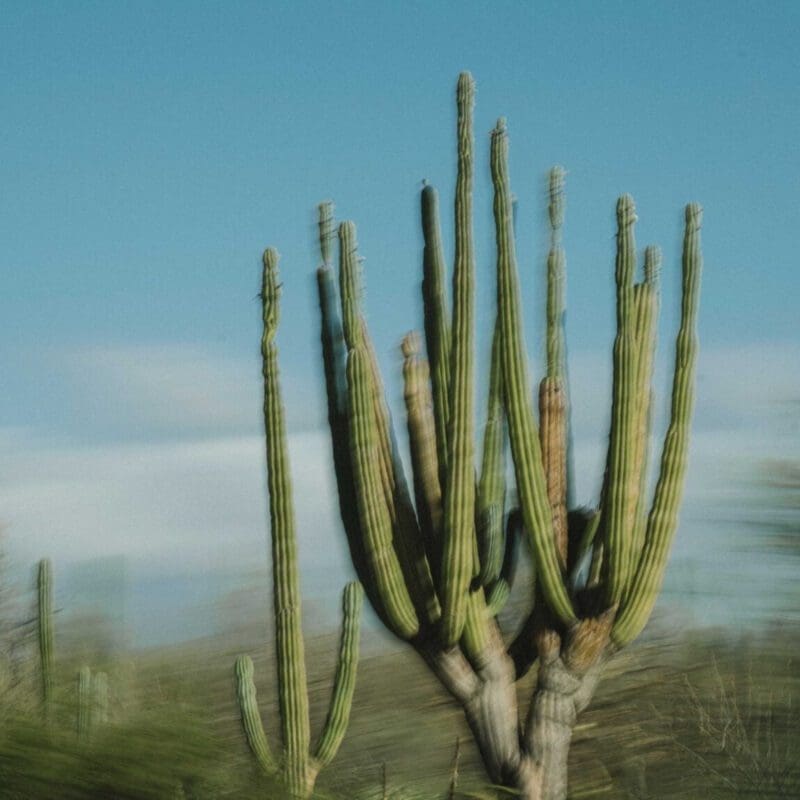 Focal Point: Alex Krowiak | A desert scene by San Diego-based nature photographer Alex Krowiak