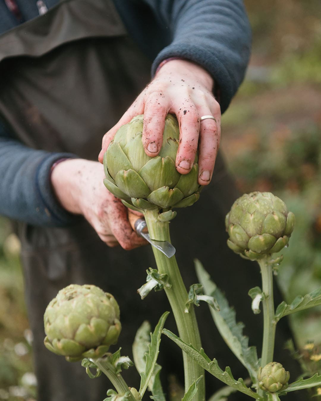 A globe artichoke being cut from the stem