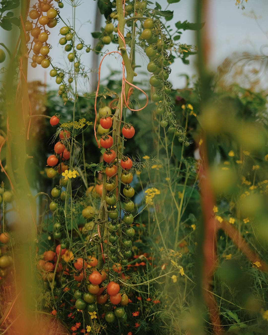 Tomato vines growing in nature