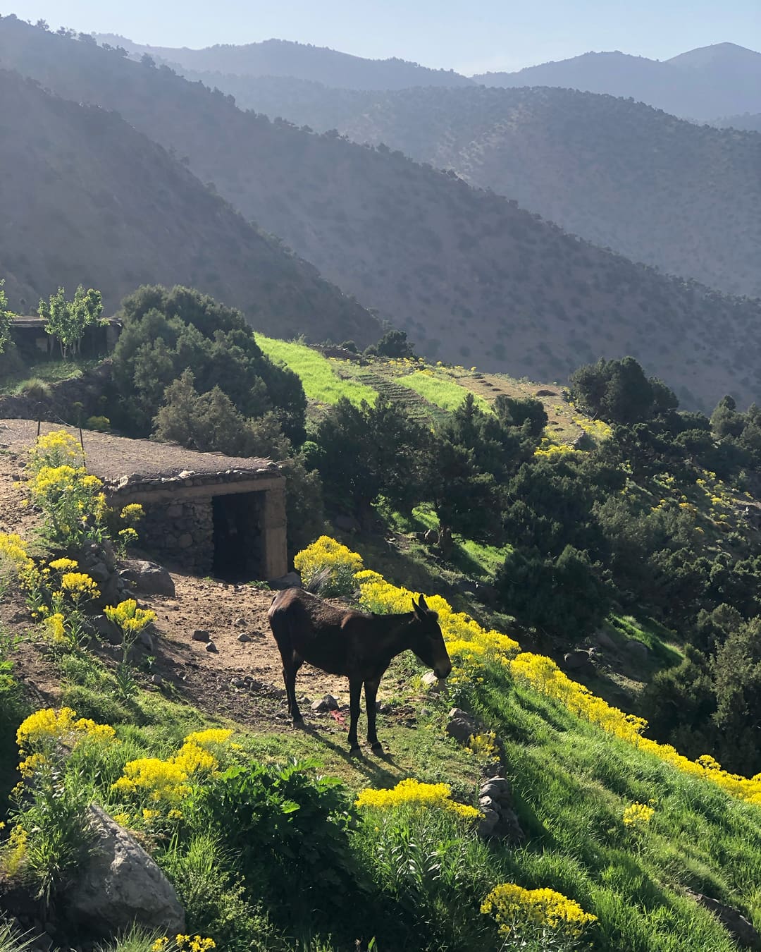 The rise in off grid adventure travel | A mule takes rest outside a mountain refuge in the High Atlas of Morocco