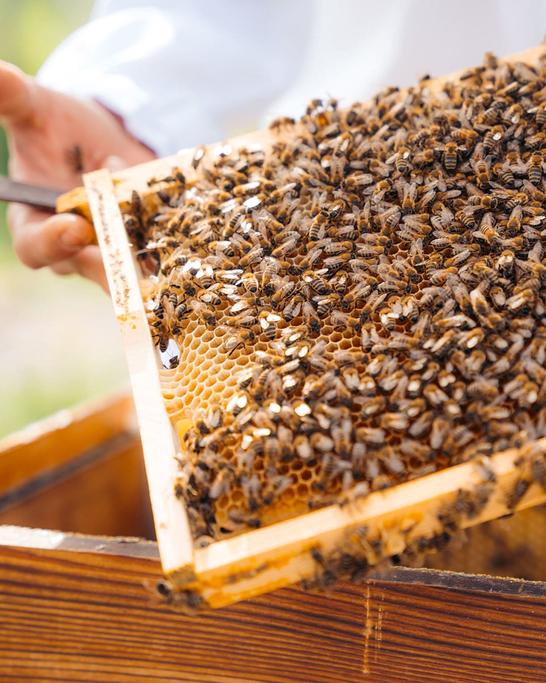 A beekeeper harvest honey at Milea