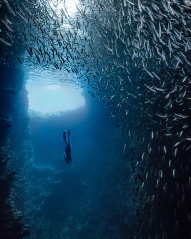 A diver descends in Swallows Cave, Tonga; photography by Pier Nirandara