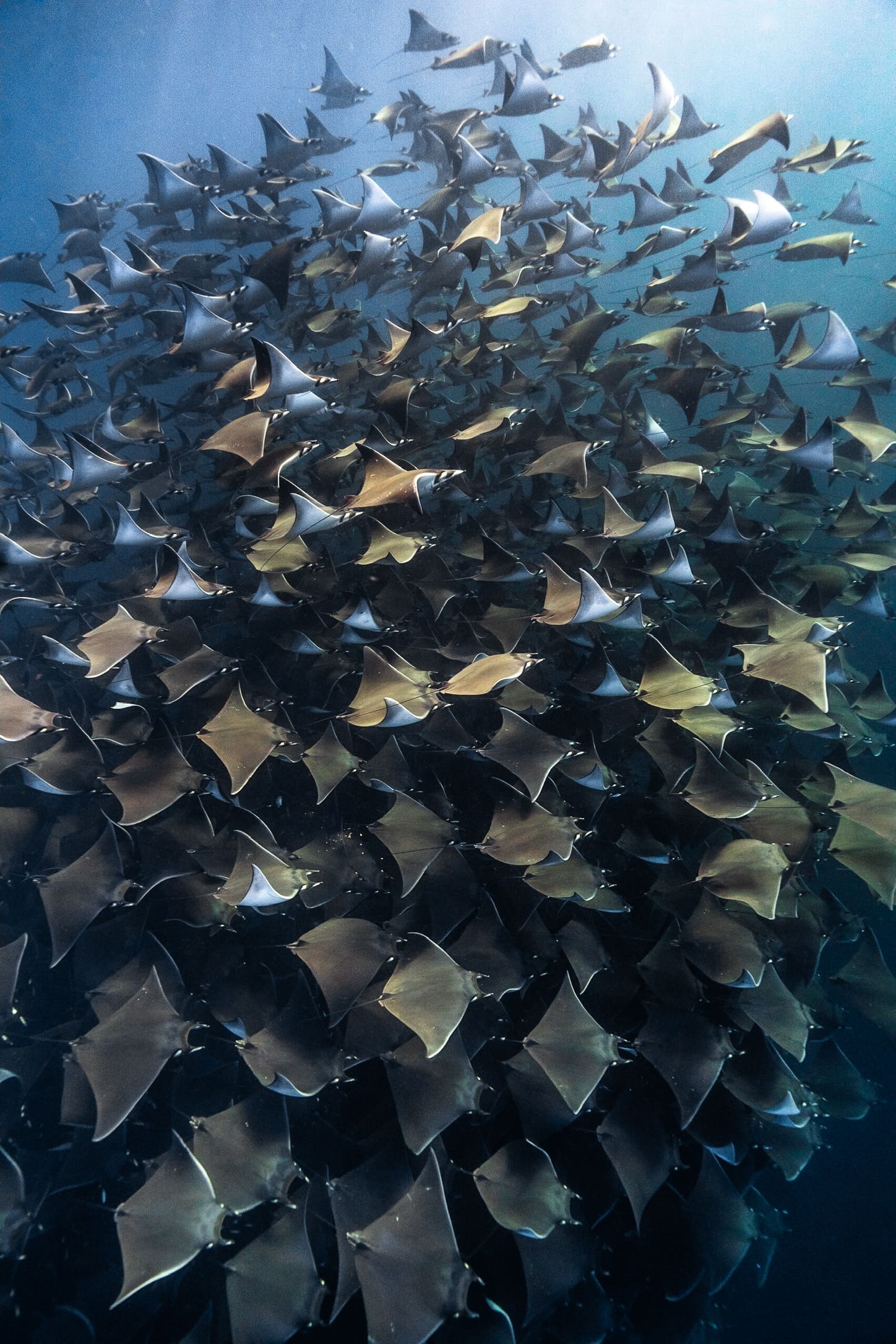 Mobula rays swarm in Mexico; photography by Pier Nirandara