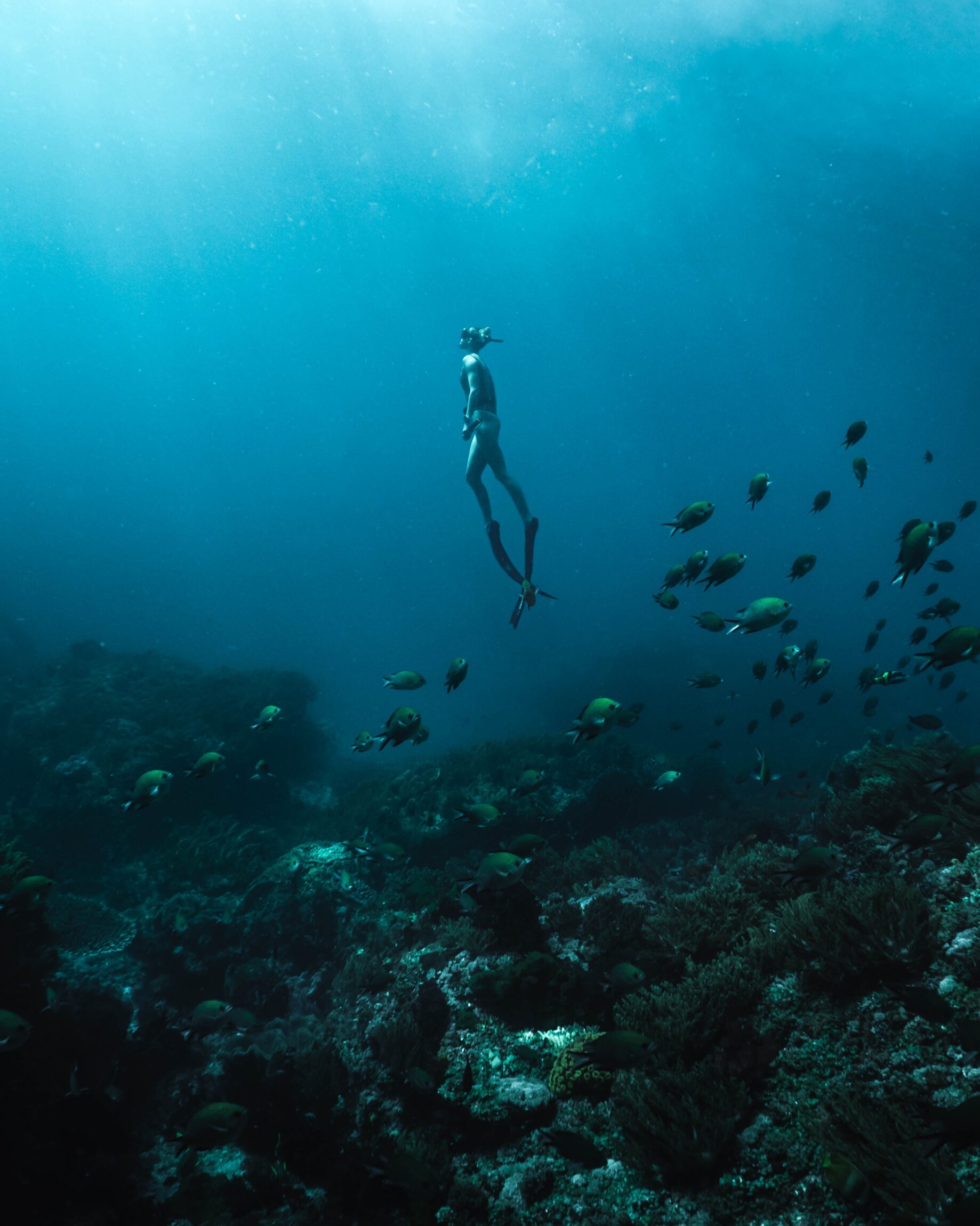 Diving and regenerative travel | a diver immersed in blue water, with coral beneath