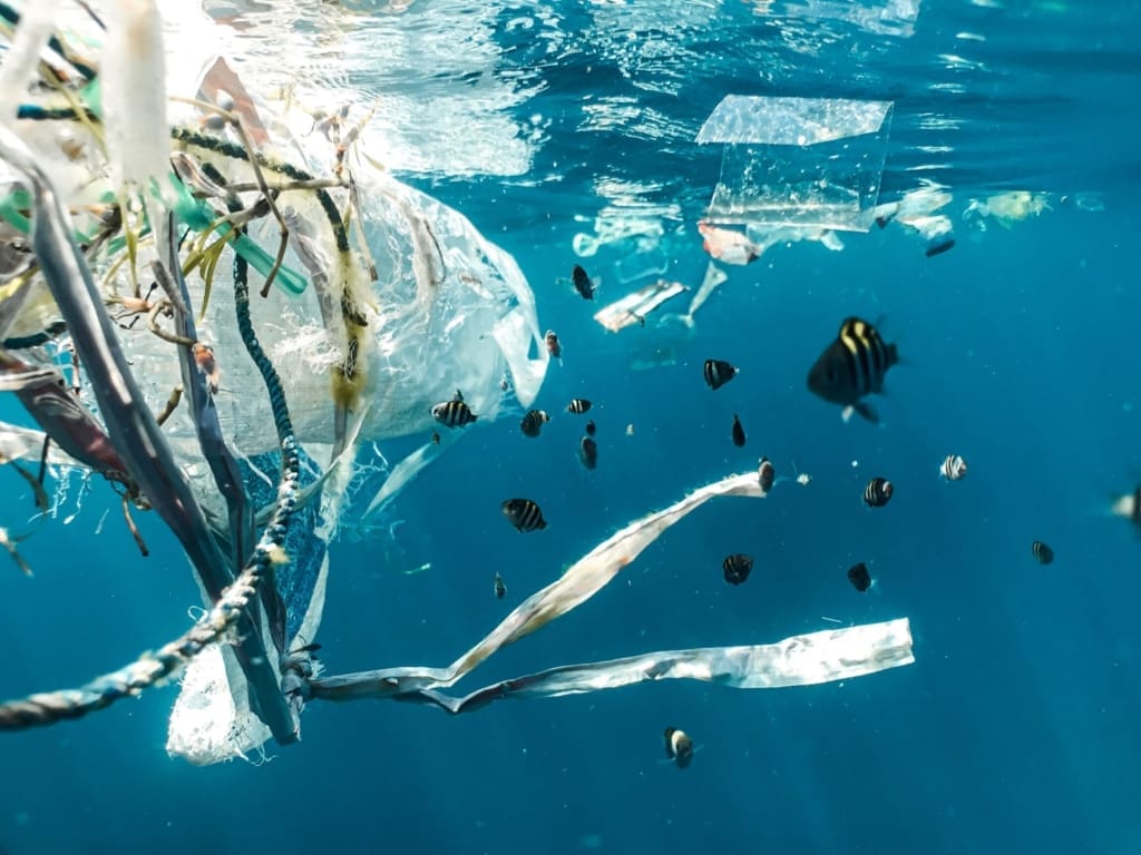 In the deepest trenches of the sea microplastics abound. Photography by Naja Bertolt Jensen