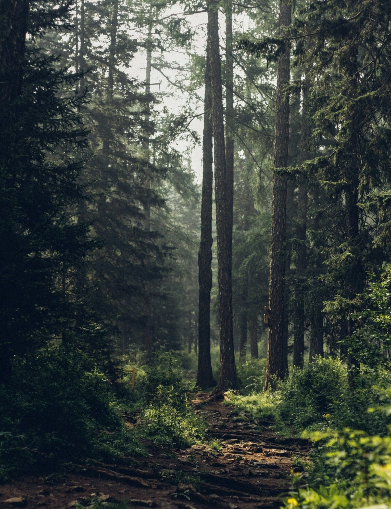 Wellness trends 2024 | forest bathing, photography by Degleex Ganzorig